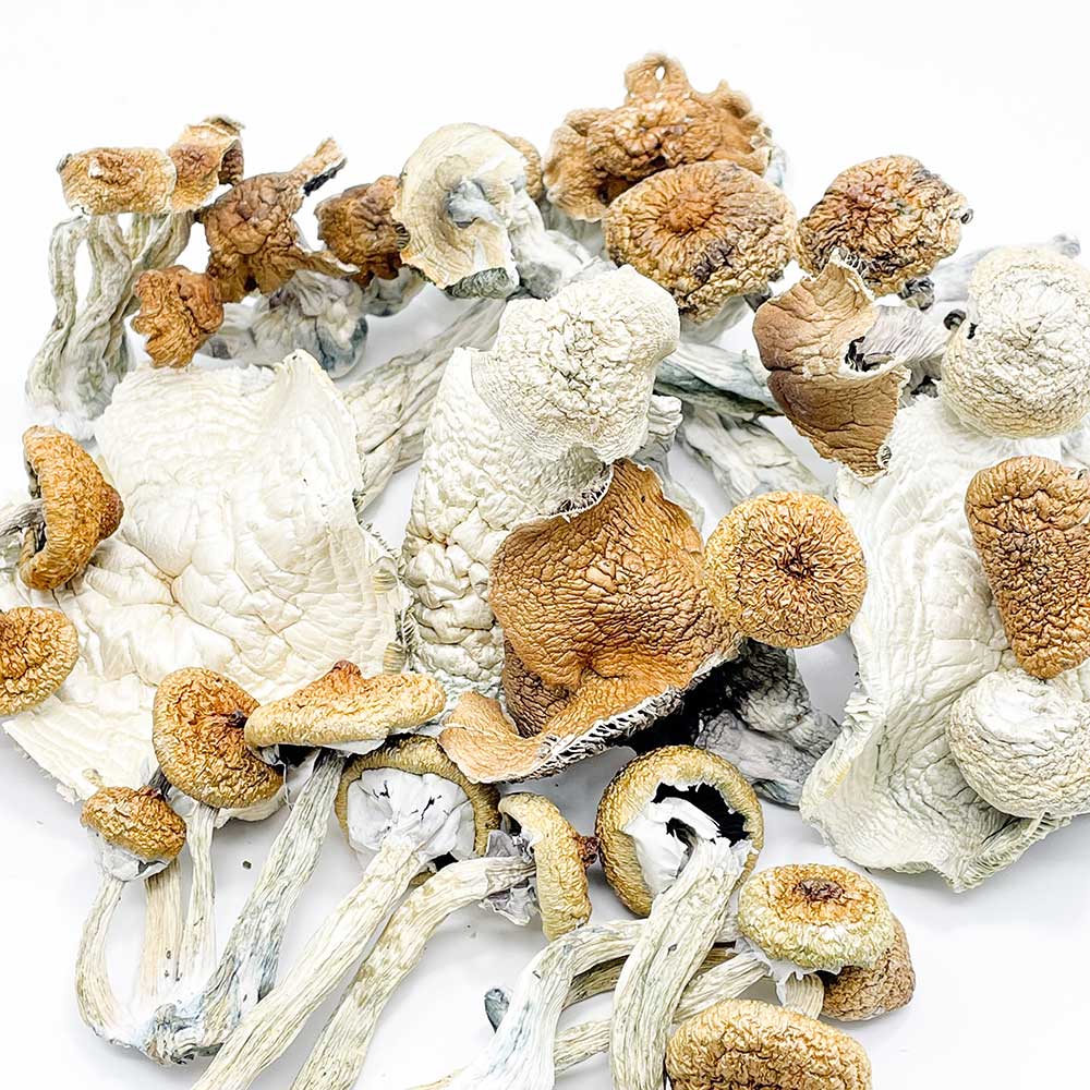 bulk mushroms in UK